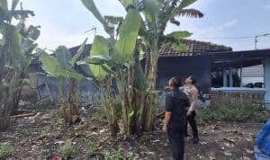 Warga Desa Popoh Manfaatkan Lahan Kosong untuk Tanaman Pisang, Dukung Program Ketahanan Pangan Bergizi