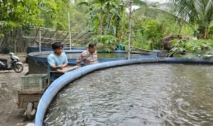 Polsek Tarik Dorong Ketahanan Pangan Lewat Program P2B di Desa Singogalih