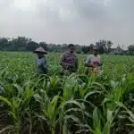 Polisi Ajak Petani Tingkatkan Panen Jagung