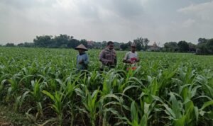 Polisi Ajak Petani Tingkatkan Panen Jagung