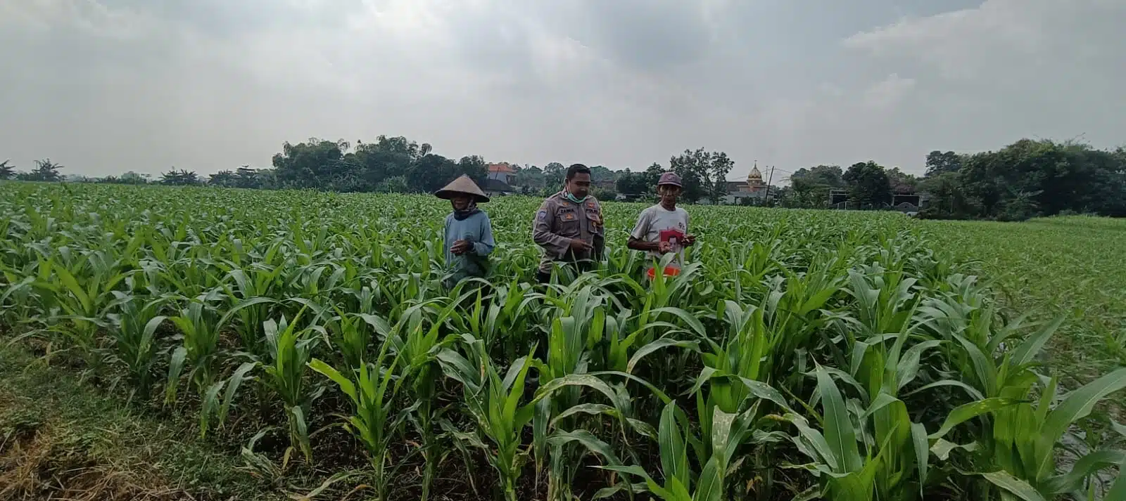 Polisi Ajak Petani Tingkatkan Panen Jagung
