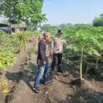 Polsek Taman Pacu Ketahanan Pangan, Optimalkan Perkembangan Tanaman Pepaya Warga Kedungturi