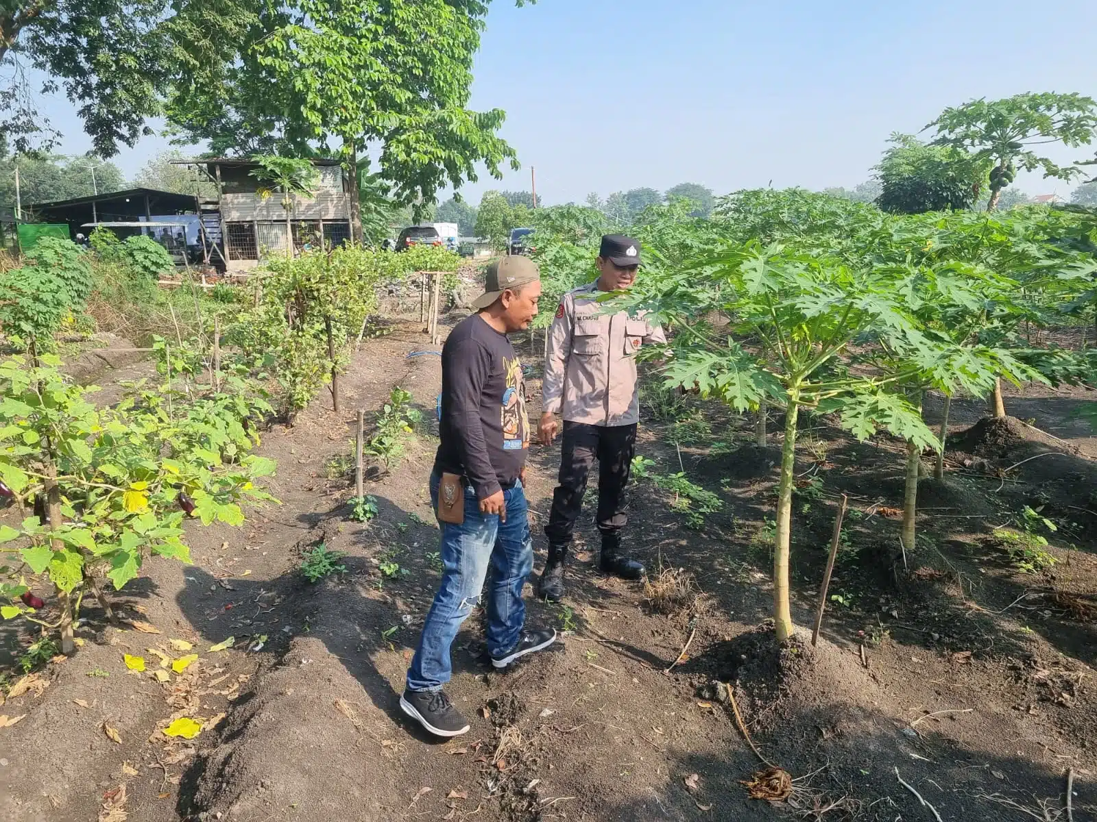 Polsek Taman Pacu Ketahanan Pangan, Optimalkan Perkembangan Tanaman Pepaya Warga Kedungturi