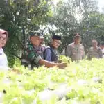 Budidaya Pakcoy Secara Hidroponik, Dinilai Kapolresta Sidoarjo Efektif Wujudkan Swasembada Pangan Masyarakat