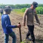 Polisi Peduli Petani, Anggota Polsek Krembung Turun ke Sawah Bantu Tanam Jagung