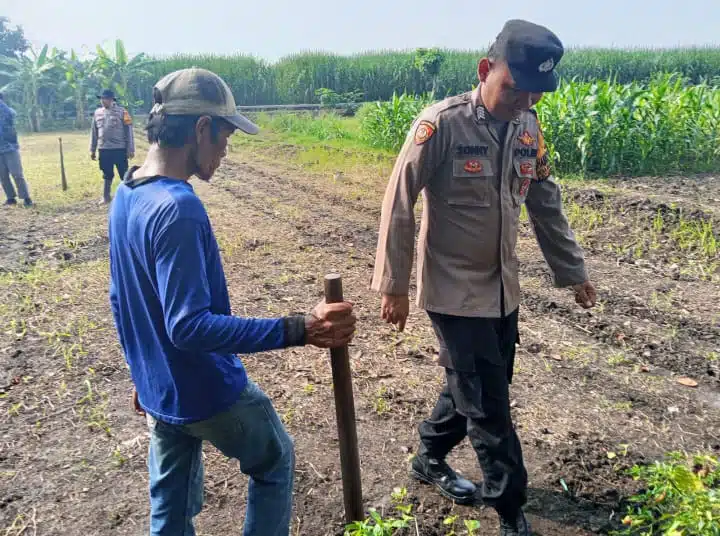 Polisi Peduli Petani, Anggota Polsek Krembung Turun ke Sawah Bantu Tanam Jagung