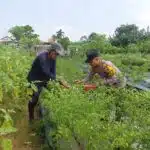 Dukung Ketahanan Pangan, Bhabinkamtibmas Sambibulu Tinjau Lahan Hortikultura Warga