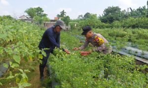 Dukung Ketahanan Pangan, Bhabinkamtibmas Sambibulu Tinjau Lahan Hortikultura Warga