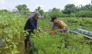 Dukung Ketahanan Pangan, Bhabinkamtibmas Sambibulu Tinjau Lahan Hortikultura Warga