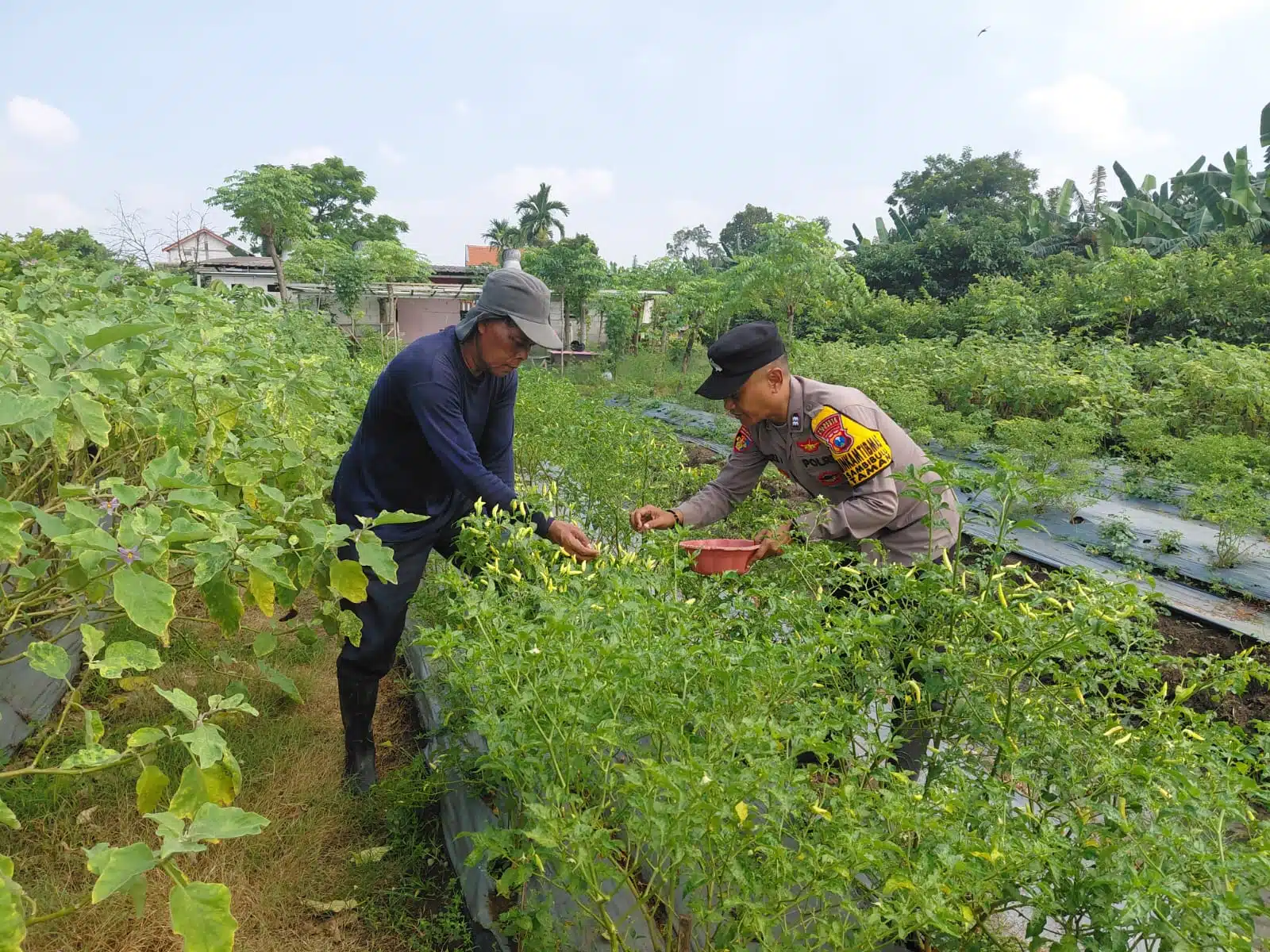 Dukung Ketahanan Pangan, Bhabinkamtibmas Sambibulu Tinjau Lahan Hortikultura Warga