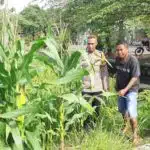 Polsek Wonoayu Tinjau Progres Ketahanan Pangan Lahan Jagung di Desa Pagerngumbuk
