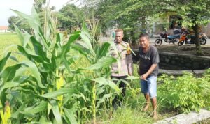Polsek Wonoayu Tinjau Progres Ketahanan Pangan Lahan Jagung di Desa Pagerngumbuk