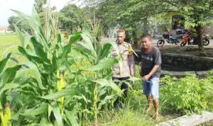 Polsek Wonoayu Tinjau Progres Ketahanan Pangan Lahan Jagung di Desa Pagerngumbuk