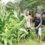 Polsek Wonoayu Tinjau Progres Ketahanan Pangan Lahan Jagung di Desa Pagerngumbuk