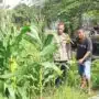 Polsek Wonoayu Tinjau Progres Ketahanan Pangan Lahan Jagung di Desa Pagerngumbuk