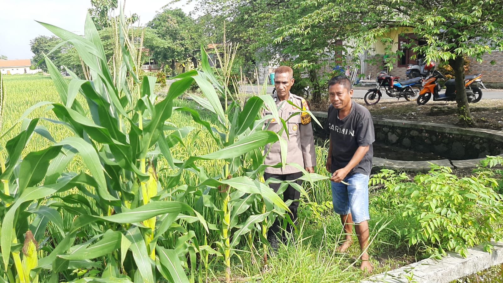 Polsek Wonoayu Tinjau Progres Ketahanan Pangan Lahan Jagung di Desa Pagerngumbuk