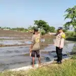 Bhabinkamtibmas Desa Jiken Cek Lahan Padi, Topang Ketahanan Pangan 