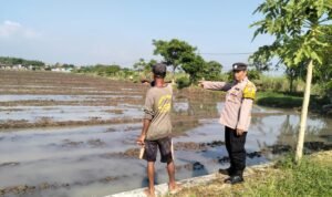 Bhabinkamtibmas Desa Jiken Cek Lahan Padi, Topang Ketahanan Pangan 