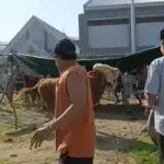 Drama Kurban di Rutan Medaeng: Sapi Limosin Ngamuk, warga binaan sempat kocar kacir