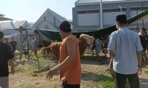 Drama Kurban di Rutan Medaeng: Sapi Limosin Ngamuk, warga binaan sempat kocar kacir