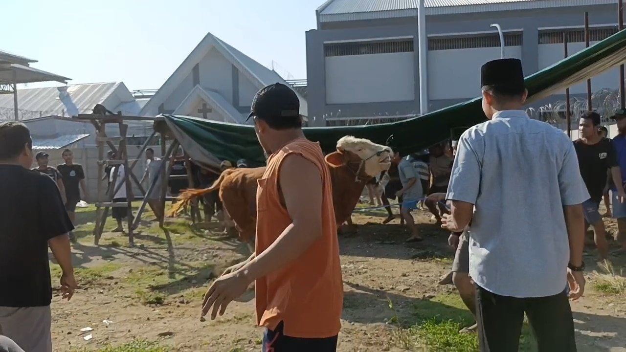Drama Kurban di Rutan Medaeng: Sapi Limosin Ngamuk, warga binaan sempat kocar kacir