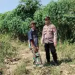 Polsek Tarik Gencarkan Patroli Ketahanan Pangan Perkebunan Jagung