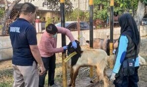 Polres Madiun Kota Datangkan Dokter Hewan Pastikan Kesehatan Hewan Kurban