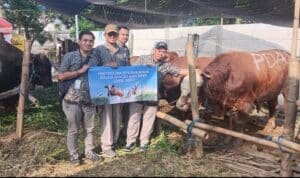 Pererat Tali Silaturahmi, Perumda Air Minum Surya Sembada Serahkan 14 Sapi Kurban untuk Warga Surabaya