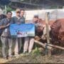 Pererat Tali Silaturahmi, Perumda Air Minum Surya Sembada Serahkan 14 Sapi Kurban untuk Warga Surabaya