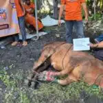 DPW PKS Jatim Gelar Kurban Akbar, Fraksi PKS Turut Berkontribusi
