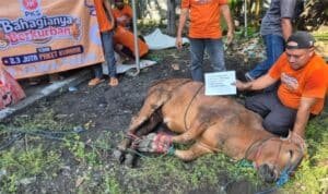 DPW PKS Jatim Gelar Kurban Akbar, Fraksi PKS Turut Berkontribusi