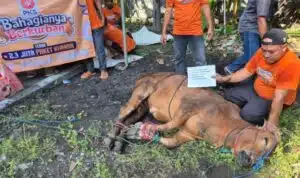 DPW PKS Jatim Gelar Kurban Akbar, Fraksi PKS Turut Berkontribusi