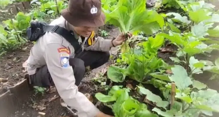Pekarangan Bergizi Binaan Pak Bhabin Jadi Wisata Pasar Tangguh: Sensasi Petik Sawi di KTS Karangrejo Jember