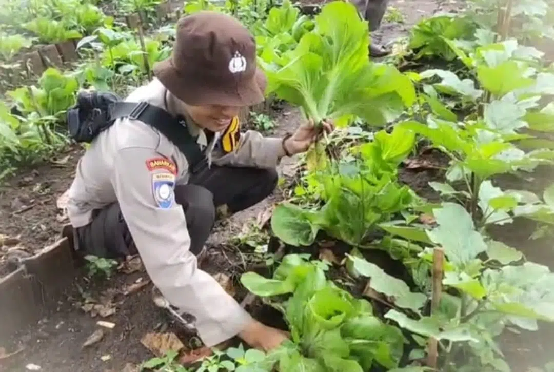 Pekarangan Bergizi Binaan Pak Bhabin Jadi Wisata Pasar Tangguh: Sensasi Petik Sawi di KTS Karangrejo Jember