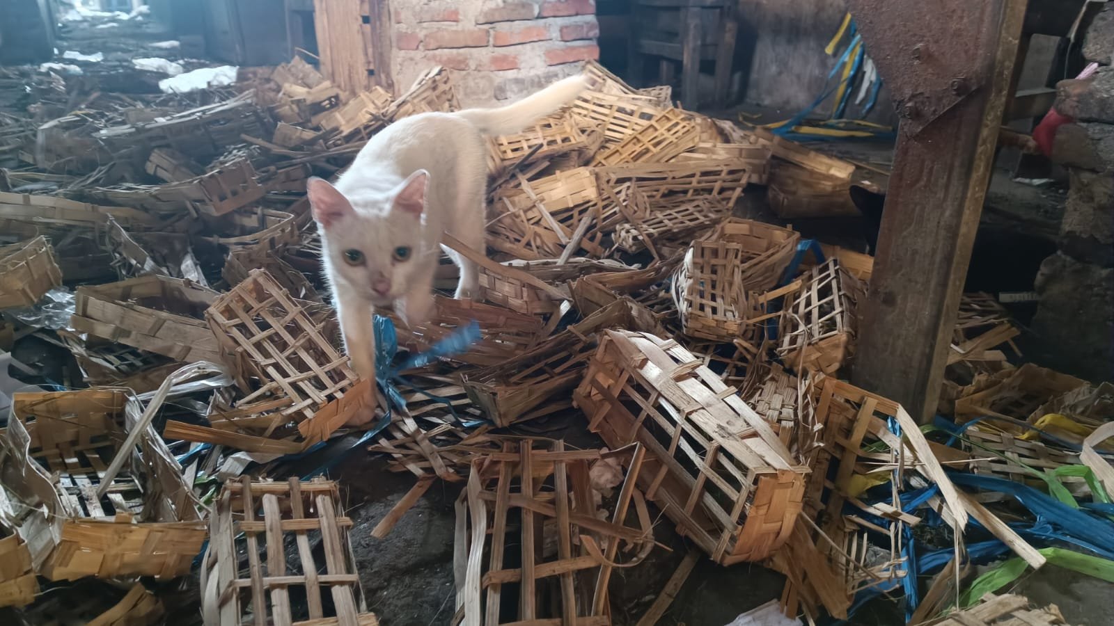 Geger! Kepala Kucing Tanpa Badan Ditemukan di Pasar Taman, Diduga Ada Aksi Mencurigakan