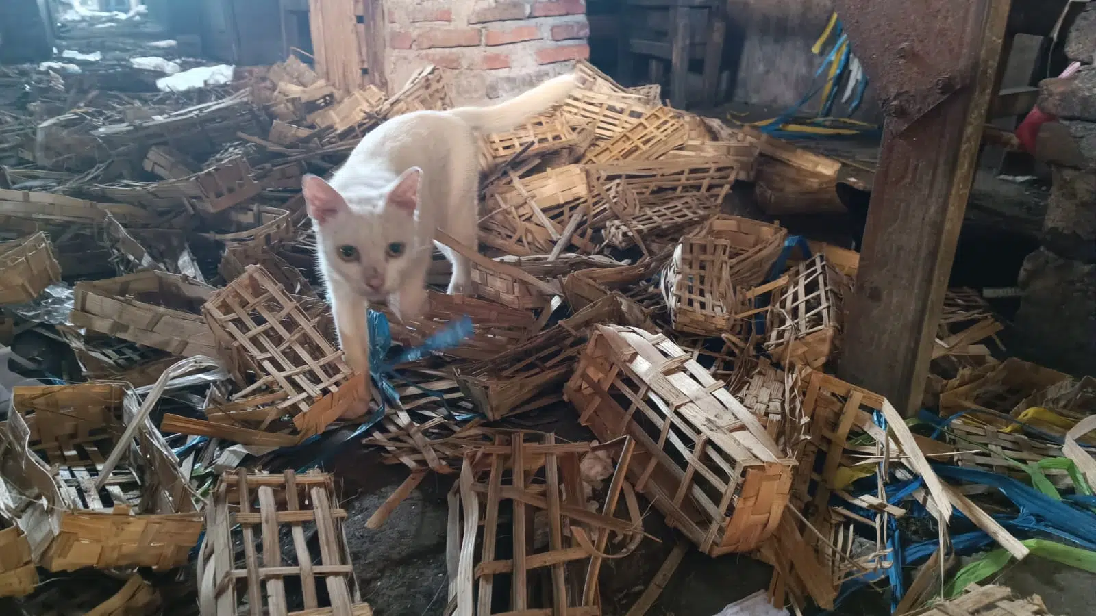 Geger! Kepala Kucing Tanpa Badan Ditemukan di Pasar Taman, Diduga Ada Aksi Mencurigakan