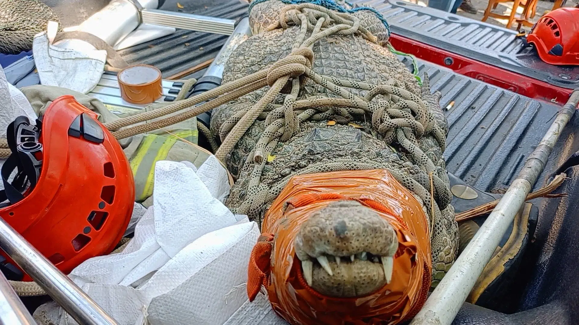 Buaya muara Resahkan Warga Kalisogo Jabon, Akhirnya Berhasil Dievakuasi 11 Buaya muara Resahkan Warga Kalisogo Jabon, Akhirnya Berhasil Dievakuasi