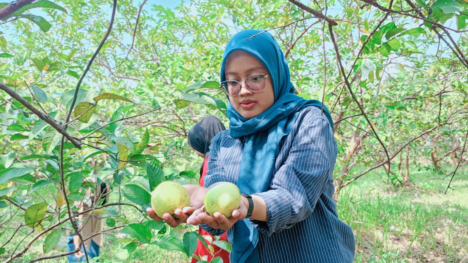 Wisata Petik Jambu BUMDES Kebaron Makmur Sulap Lahan 4 Hektare Menjadi Pusat Wisata Edukasi 2 IMG 20250813 105255 scaled