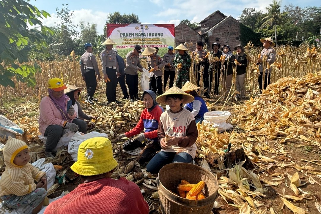 Menuju Swasembada Pangan, Kapolres Trenggalek Bersama Warga Panen Raya Jagung