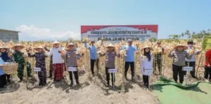 Kapolda Jatim dan Forkopimda Panen Raya Jagung Kuartal III Banyuwangi Surplus Pangan 4 kali Lipat*