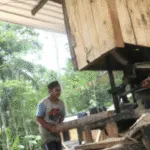 Sengon Melimpah, Perusahaan Jepang Bangun Pabrik Pengolahan Kayu di Jember