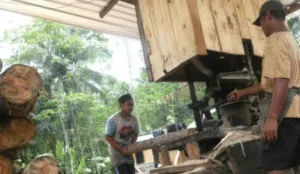 Sengon Melimpah, Perusahaan Jepang Bangun Pabrik Pengolahan Kayu di Jember 2 Sengon Melimpah, Perusahaan Jepang Bangun Pabrik Pengolahan Kayu di Jember