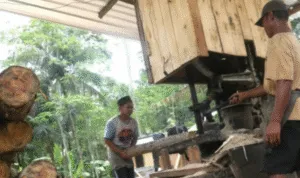 Sengon Melimpah, Perusahaan Jepang Bangun Pabrik Pengolahan Kayu di Jember