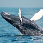 Bangkai Paus Balin di Pantai Tulungagung
