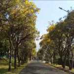 6163a1552b471-mekarnya-tabebuya-jadi-ikon-baru-kota-batu_tvonenews_1265_711.jpg 6163a1552b471 mekarnya tabebuya jadi ikon baru kota batu tvonenews 1265 711