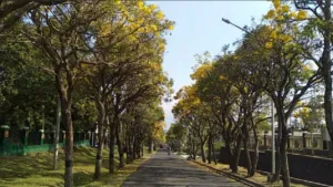 Festival Tabebuya 2025 di Kota Batu, Bunga Tak Seindah Tahun Lalu 3 Festival Tabebuya 2025 di Kota Batu, Bunga Tak Seindah Tahun Lalu