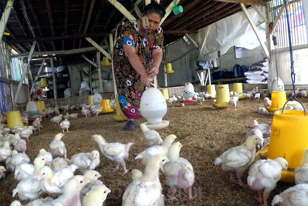 Ayam Ras Penyebab Utama Inflasi Probolinggo September 2025 1 Ayam Ras Penyebab Utama Inflasi Probolinggo September 2025