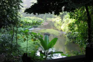 Investor Global dengan Aset Rp45 Triliun Minta Pemerintah Berhentikan Deforestasi 9 Investor Global dengan Aset Rp45 Triliun Minta Pemerintah Berhentikan Deforestasi