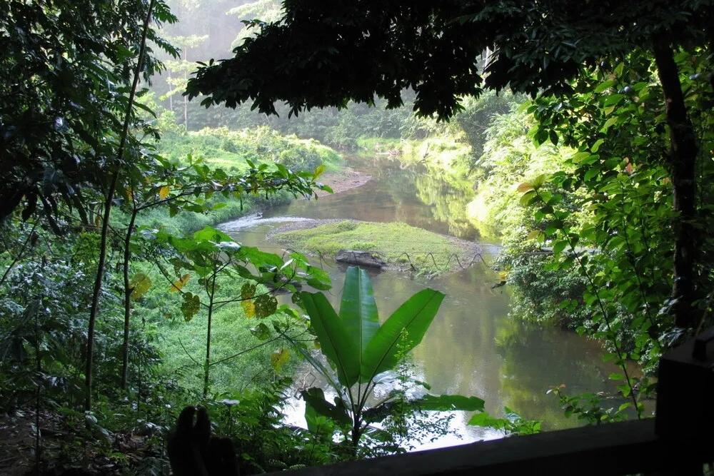 Investor Global dengan Aset Rp45 Triliun Minta Pemerintah Berhentikan Deforestasi 1 Investor Global dengan Aset Rp45 Triliun Minta Pemerintah Berhentikan Deforestasi