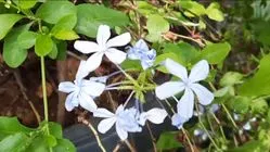 Ramuan Herbal Dr Zaidul Akbar untuk Redakan Nyeri Sendi dan Lutut 8 Ramuan Herbal Dr Zaidul Akbar untuk Redakan Nyeri Sendi dan Lutut